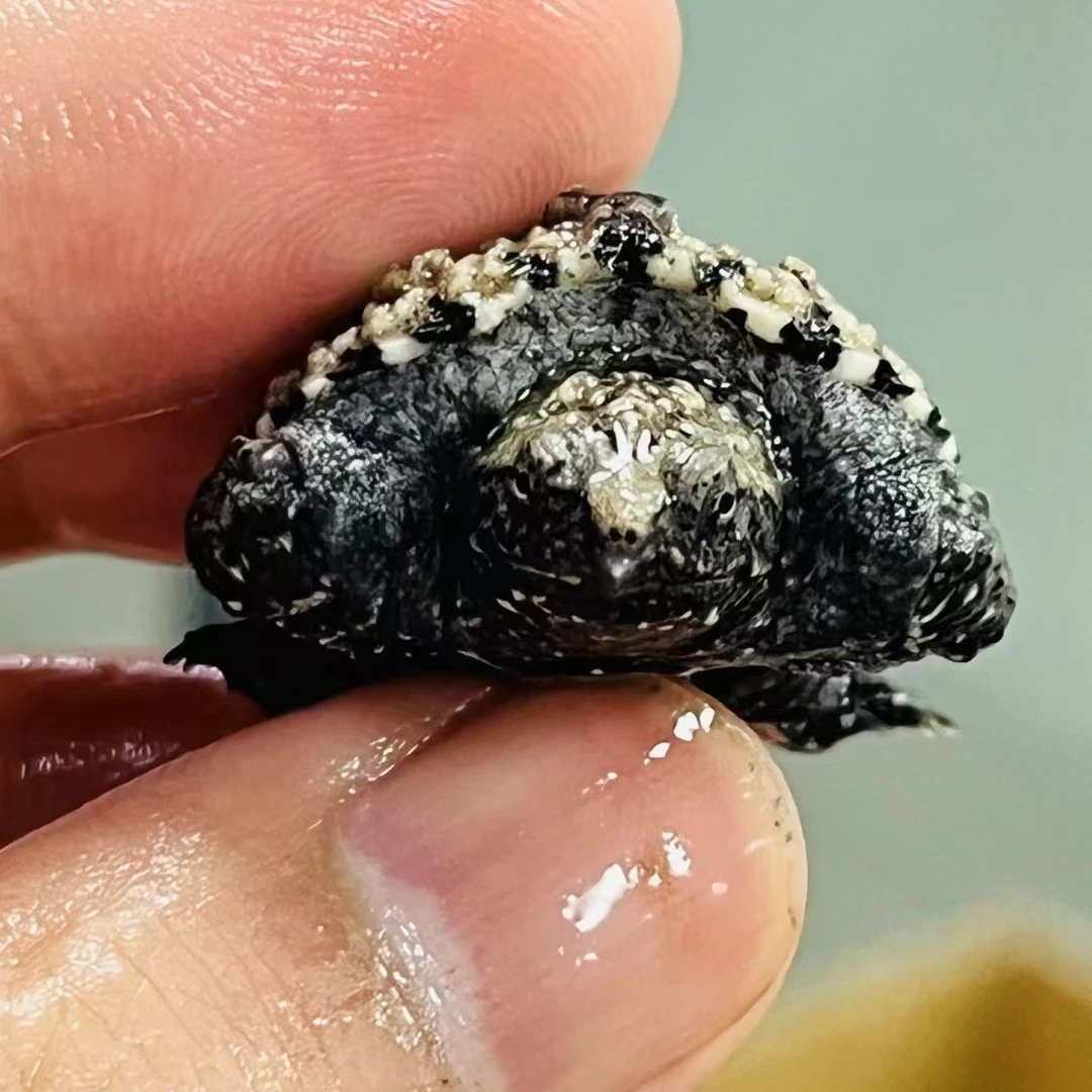 【直播严选】原种野配野纯佛佛苗观赏乌龟宠物龟人工养殖佛苗