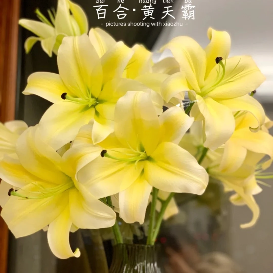 达人（黄天霸）浓香型百合鲜花东北基地直发顺丰包邮水生鲜切花