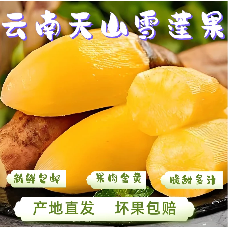 【爱心助农】A正宗云南天山雪莲果5-9斤装现挖低糖水果脆甜多汁