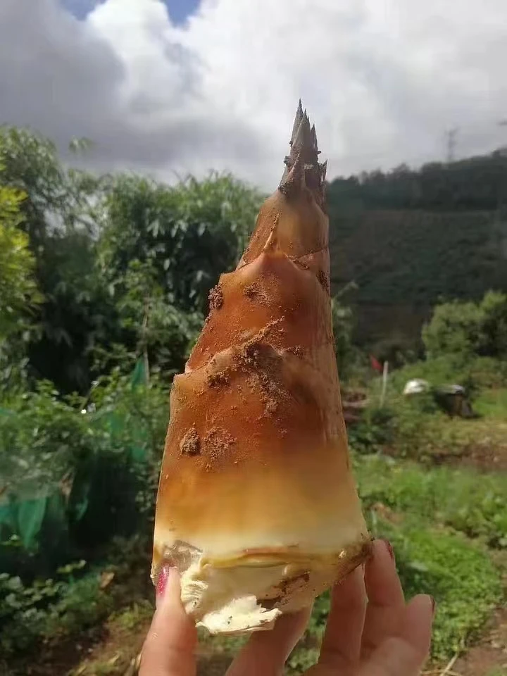 云南可以生吃的甜龙笋（中通包邮）新鲜剥皮饱满鲜嫩鲜甜煲汤