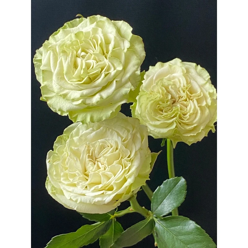 【上官婉儿玫瑰】斗南鲜花云南直发玫瑰鲜花两单包邮