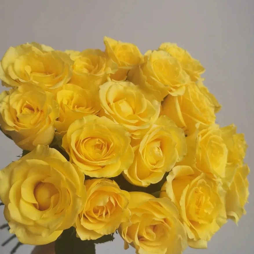 【浪漫沙滩玫瑰】斗南鲜花云南直发玫瑰鲜花两单包邮