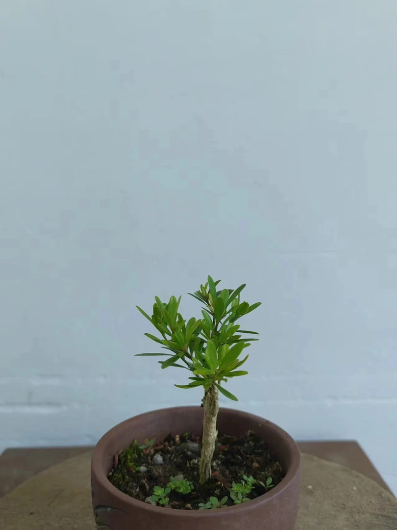 福建闽江米叶水黄杨黄杨盆景迷你小盆景微盆景植物