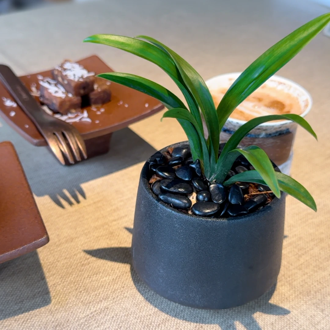 【青达摩】墨兰青叶灵素达摩茶桌小茶宠办公桌绿植桌面盆栽