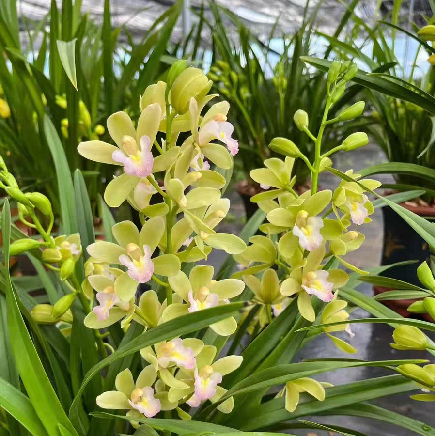 精品名贵浓香型兰花【香水香兰】盆栽好养室内栽培绿植翡翠绿大花