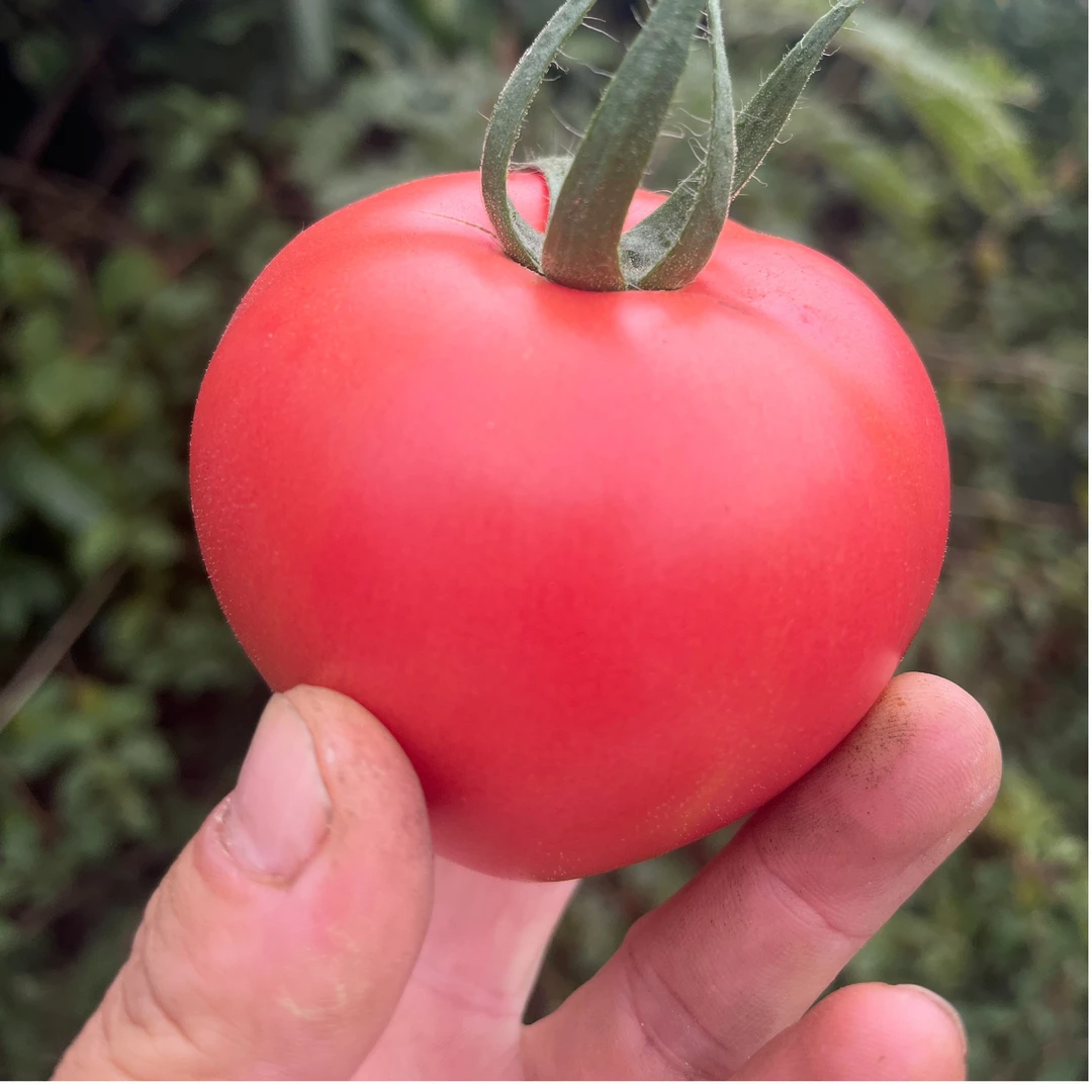 西红柿沙瓤水果番茄新鲜采摘产地直发酸甜多汁自然成熟露天大粉果