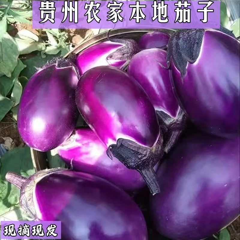 贵州高山农家自种圆茄子贵州特产新鲜紫茄子1-3斤