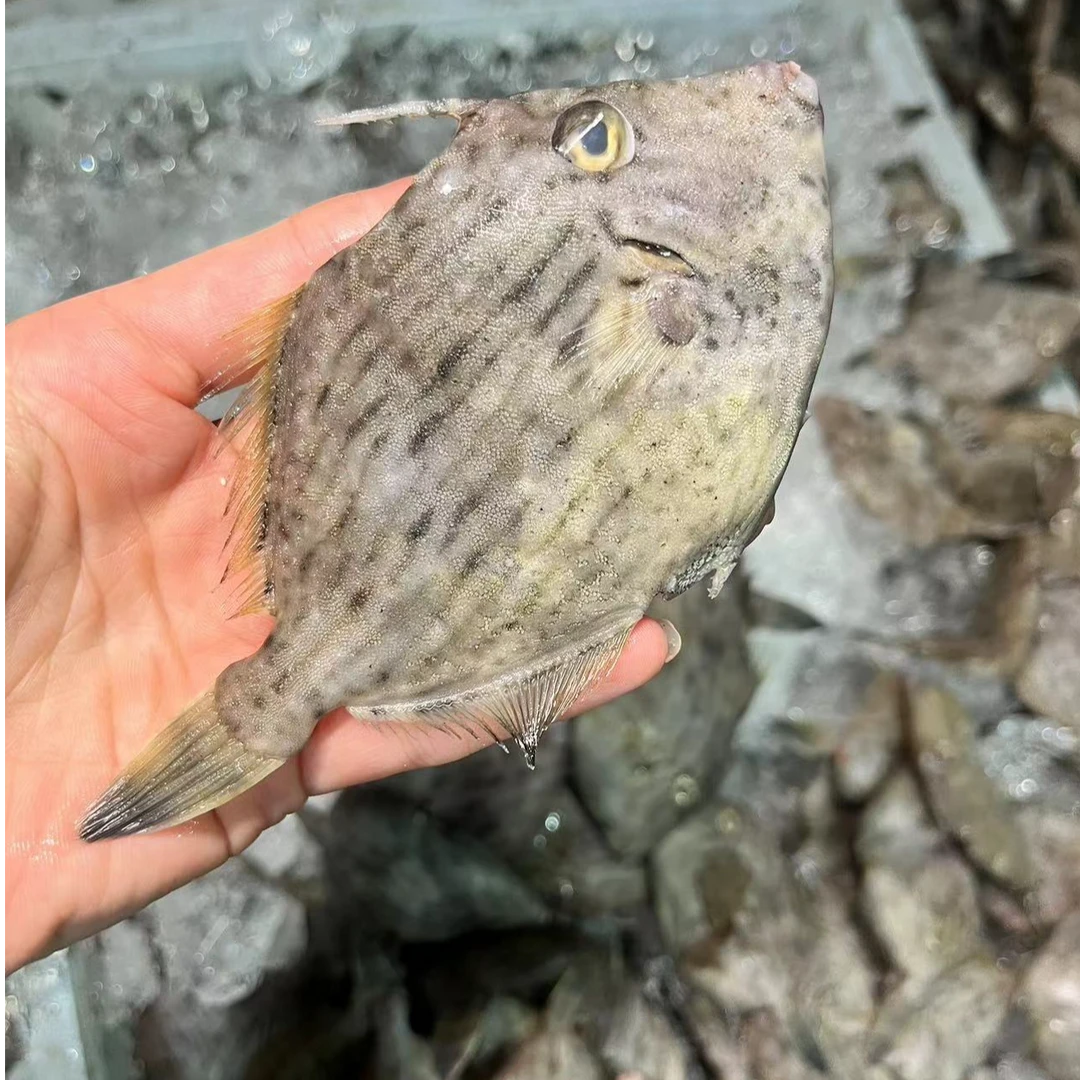 野生海捕正圆迪剥皮鱼（去刺剪肚不剥皮）