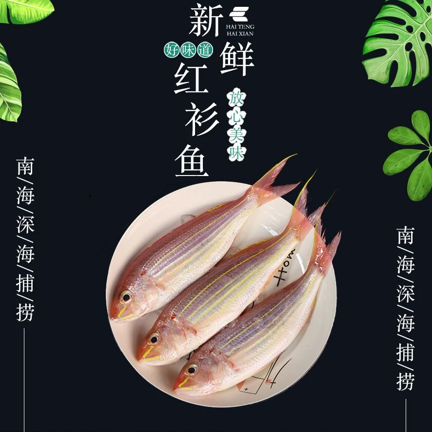 纯野生海捕金线鱼广东四大名鱼之一（默认帮杀不去鳞）