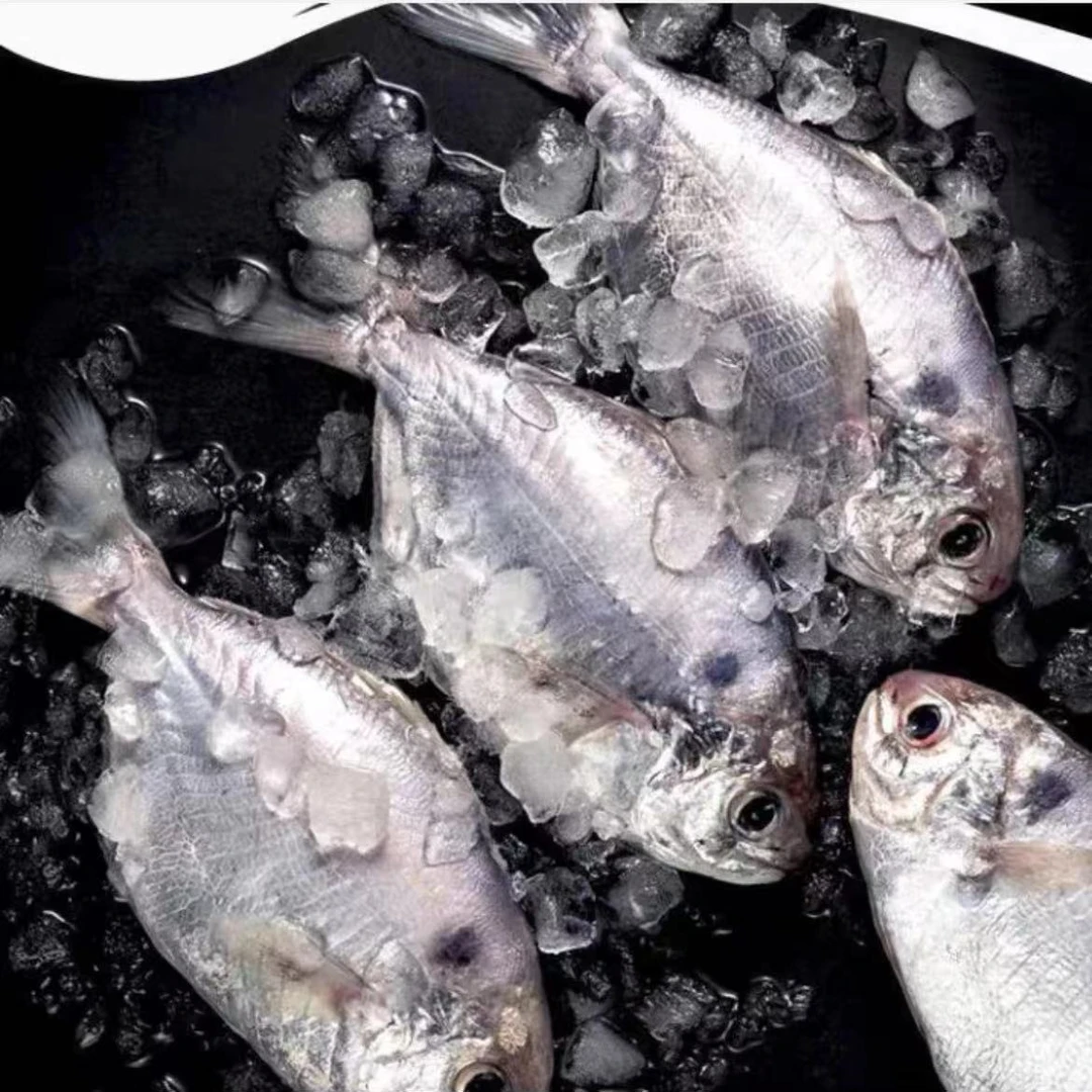 (海腾甄选）野生海捕扫莲正南鲳乌脐鱼（默认包杀）