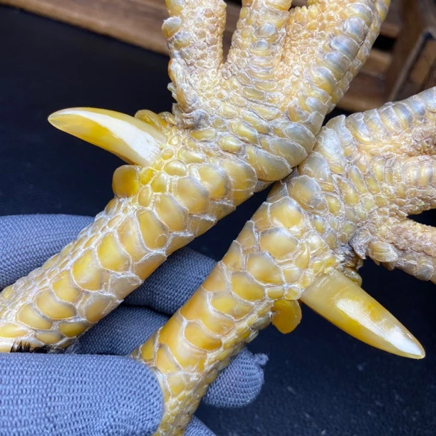 文玩鸡爪骨手把件（一对斗鸡排蹬 处理好十天左右发货）