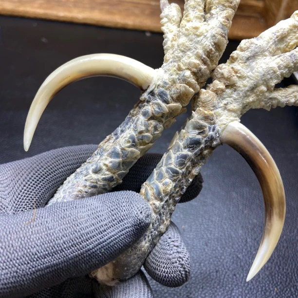 文玩鸡爪骨手把件（一对 处理好十天左右发货）