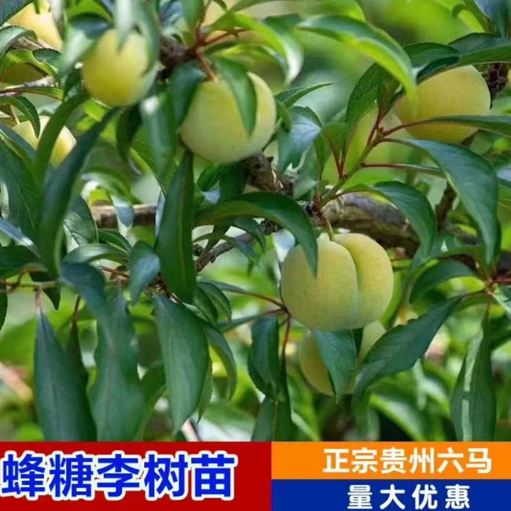 贵州六马蜂糖李果树苗嫁接大果型甜如蜂蜜盆栽种植