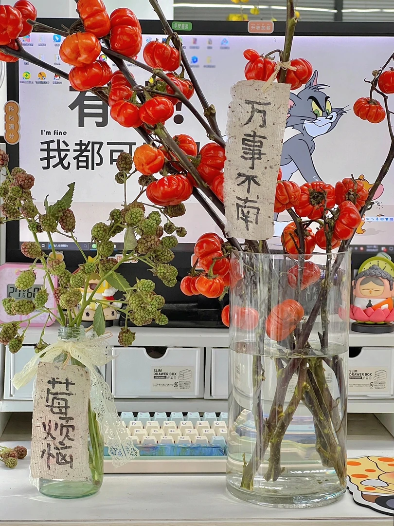 小南瓜鲜花鲜切枝云南直发昆明基地直供批水养插花鲜切花观赏果材