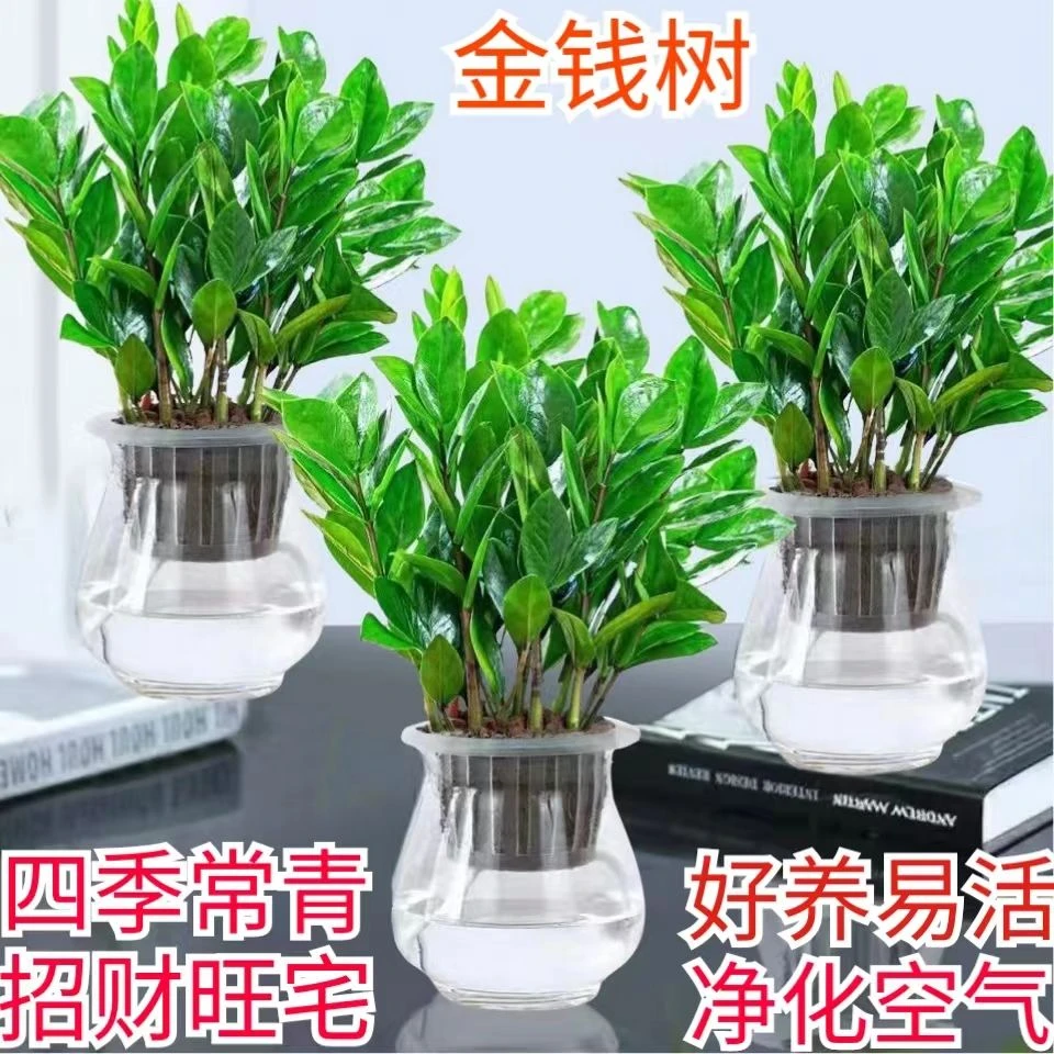 【金钱树水培】盆栽植物室内办公室净化空气吸甲醛招财旺宅摆放花