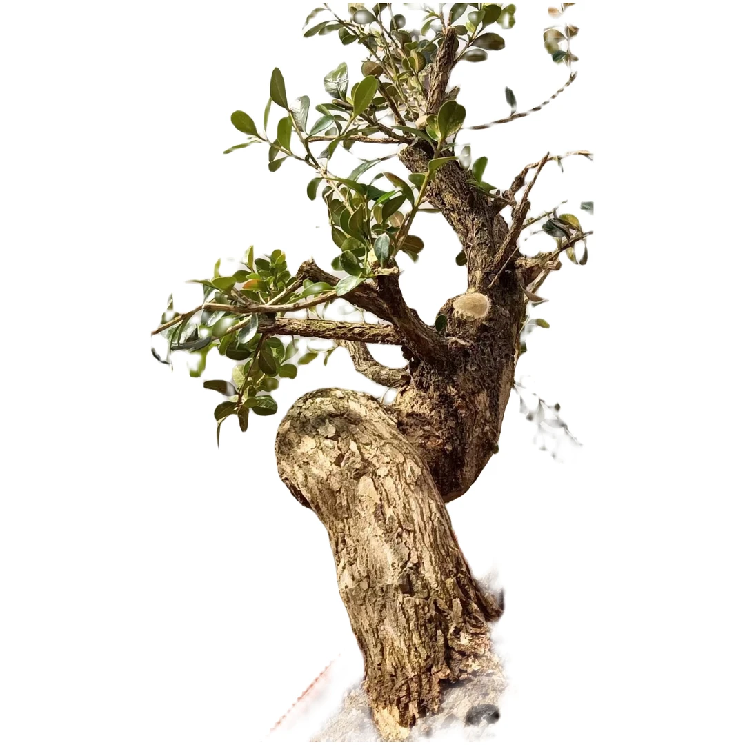 老桩原生黄杨盆景放漏