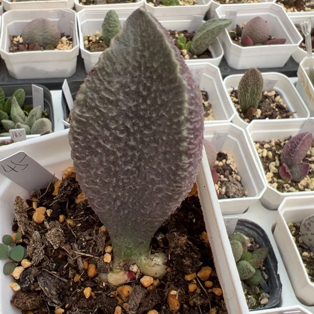 哈默猪肝大苗超大母叶