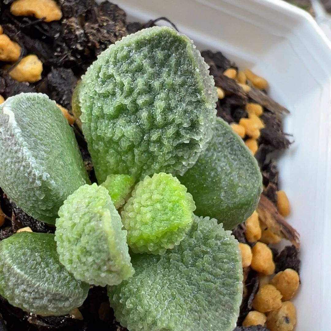 实生024-1906绿色系