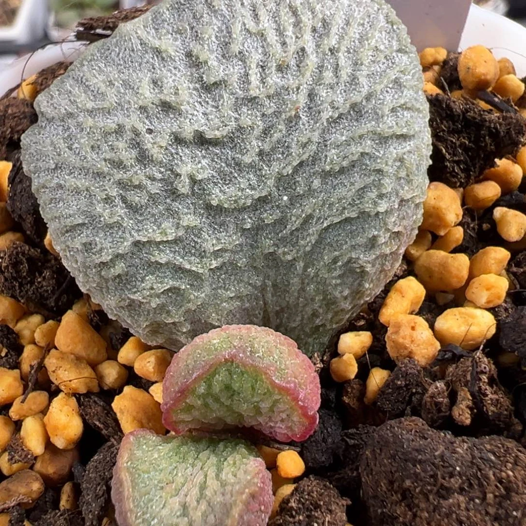 实生底叶苗纹路款