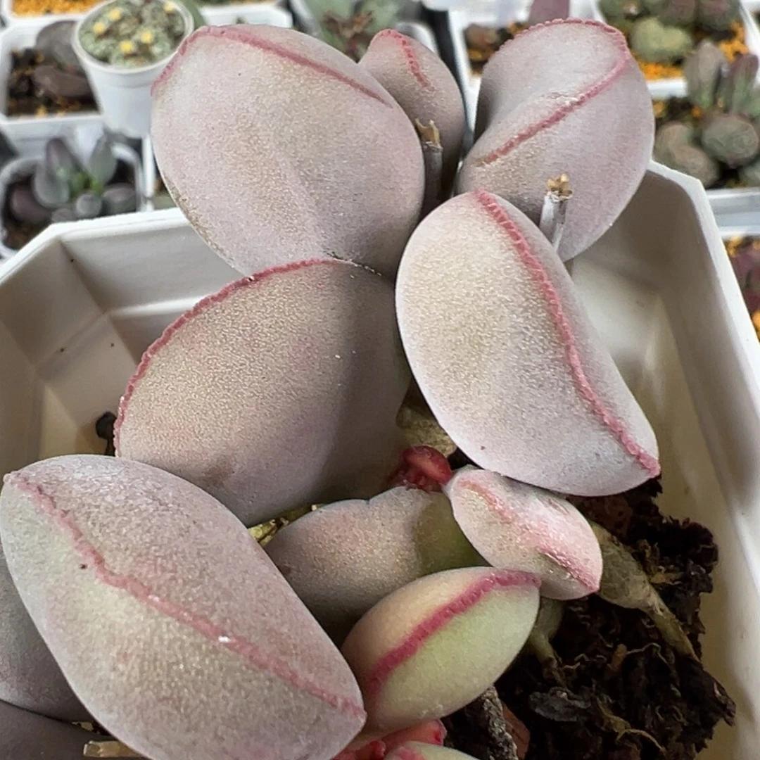 白肌红蛋满盆纯木质桩