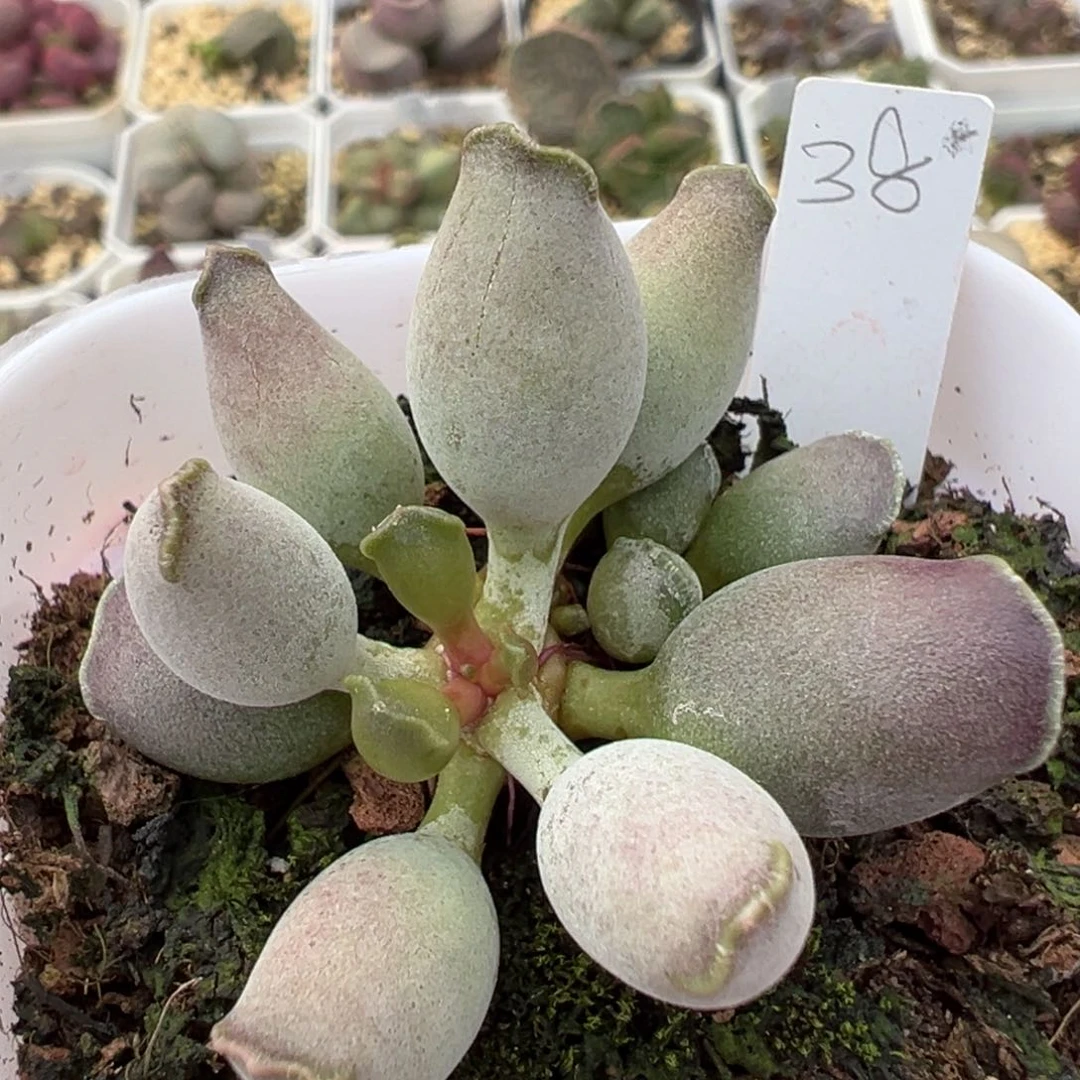 单头艺伎海报厚粉款多肉植物