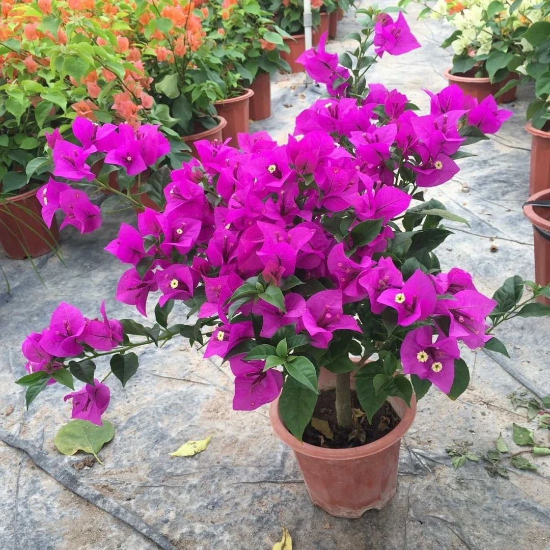 送80-90梅盆栽大苗爬藤庭院阳台植物大盆老桩四季开花卉勤花