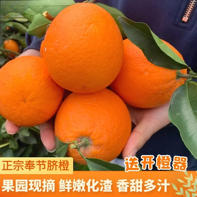 新鲜江西赣南正宗奉节脐橙江西水果果冻橙赣南脐橙橙子正宗脐橙