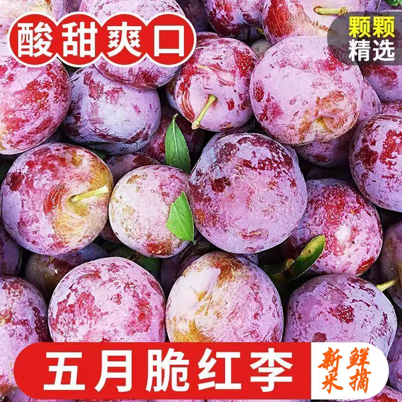 【果园直发】四川正宗五月脆李凤凰李李子应季现摘现发坏果包赔