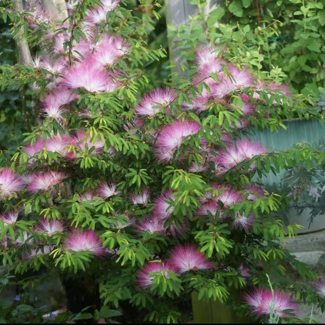 【香水合欢姬合欢】盆栽花苗庭院常绿观赏性高细叶粉扑花盆造型