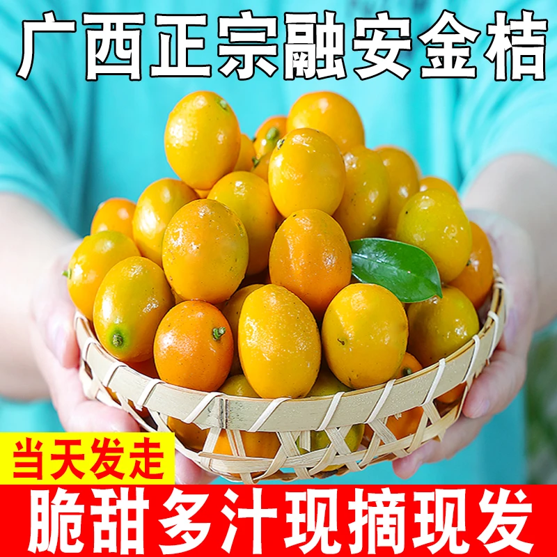 广西融安脆皮金桔5斤小金橘新鲜水果现摘蜜金柑孕妇整箱包邮3-5斤