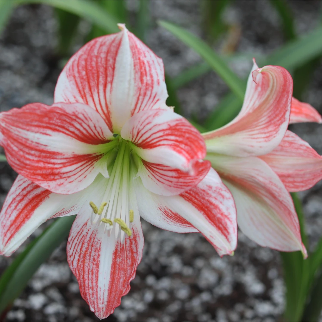 路风自育朱顶红【白肋粉衣新娘】凤蝶后代可观叶种球球根