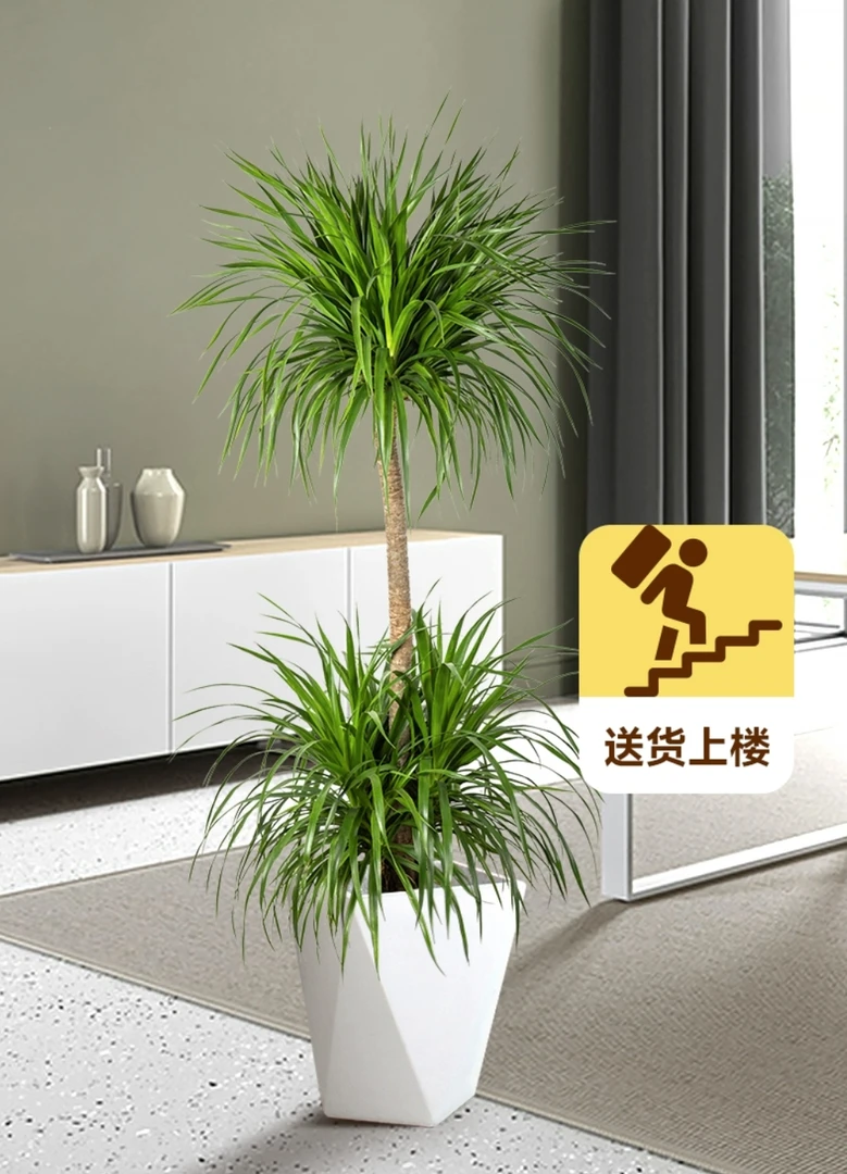 鲜活美观双层龙血树龙须树小叶茂盛基地露养老桩盆栽家中院里院外