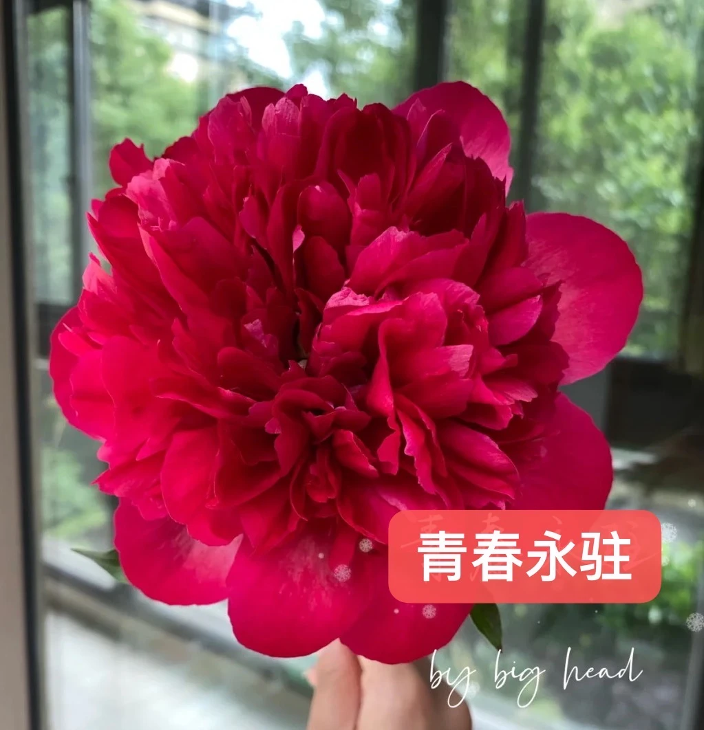 芍药裸根苗 青春永驻（秋季发货）