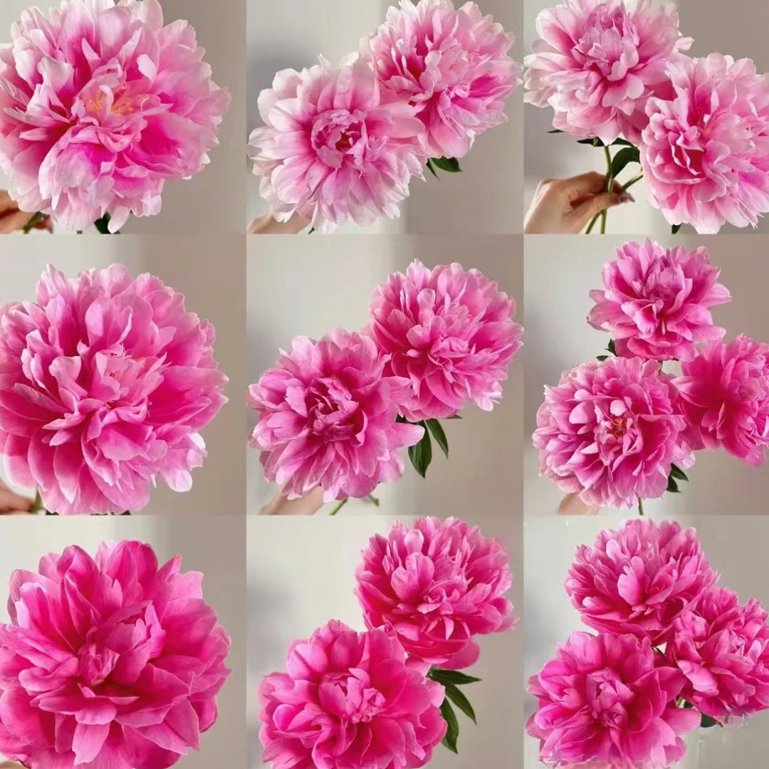 进口芍药种苗 小丑(获得金奖的品种)秋季发货