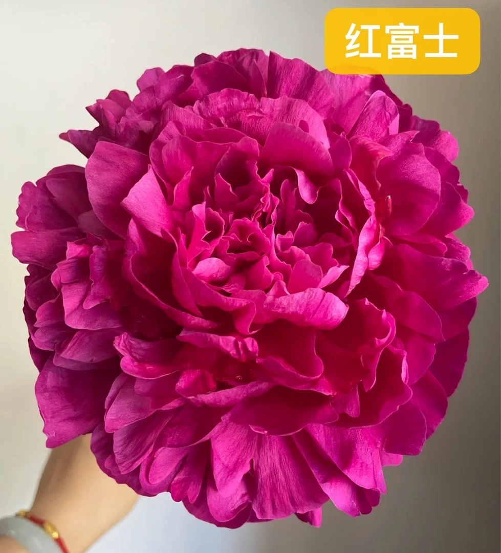 【福利爆款】红富士芍药  现货现发