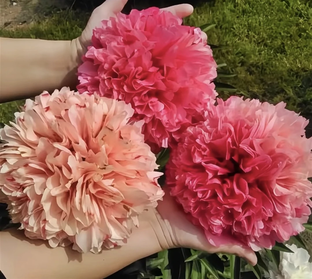 芍药裸根苗 玛丽尼格 秋季发货