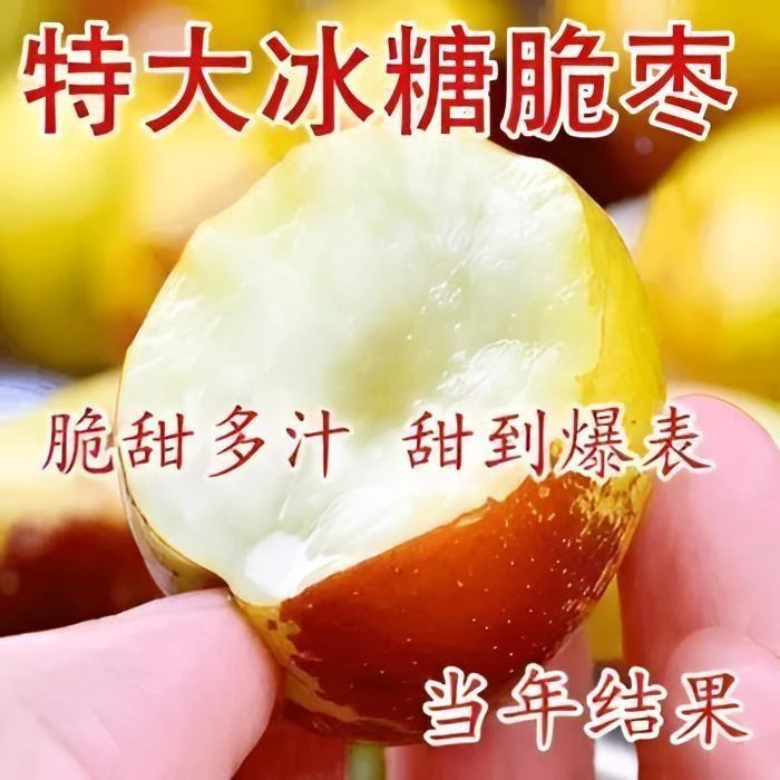 枣树树苗新品种特大冰糖脆枣苗耐寒耐旱当年结果南北方种植果树苗