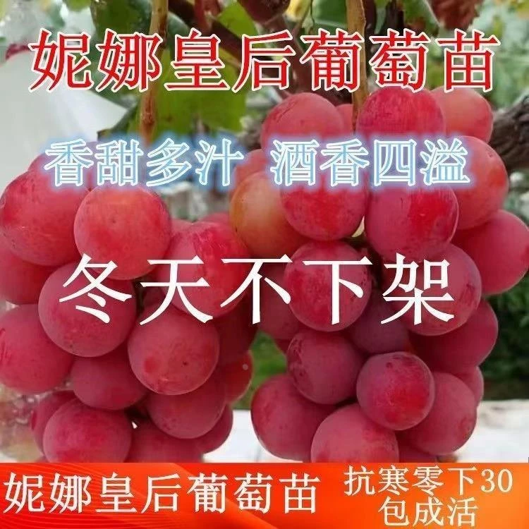 正宗嫁接妮娜皇后葡萄树产量高口感纯甜当年结果南北方都可以