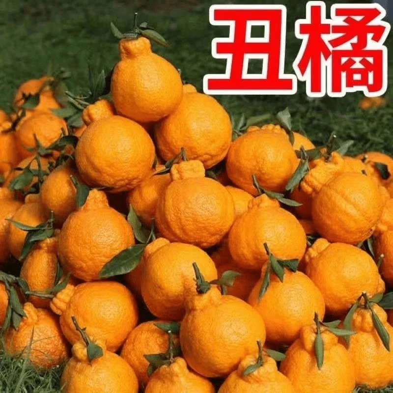 丑橘苗丑桔树苗 不知火柑橘春见丑八怪粑粑柑树苗 椪柑苗橘子苗