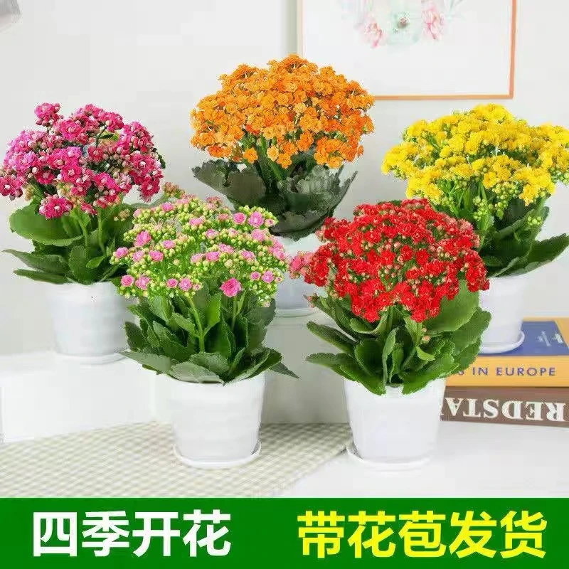 长寿花盆栽耐寒盆栽重瓣大花带花苞花卉植物红色粉色栽培开花室内