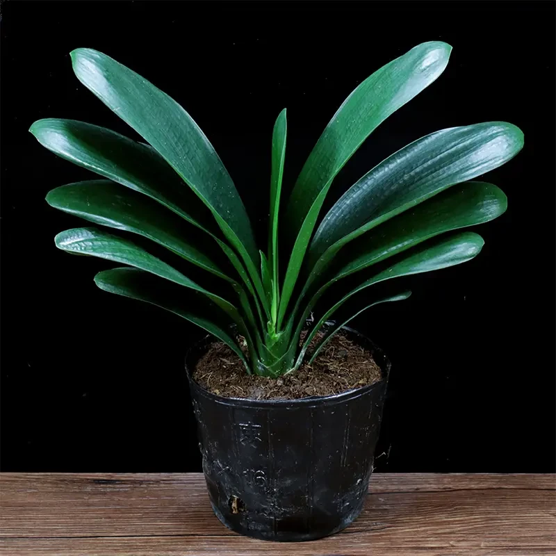 君子兰盆栽圆头和尚室内客厅好养花卉绿植四季常青基地植株大苗