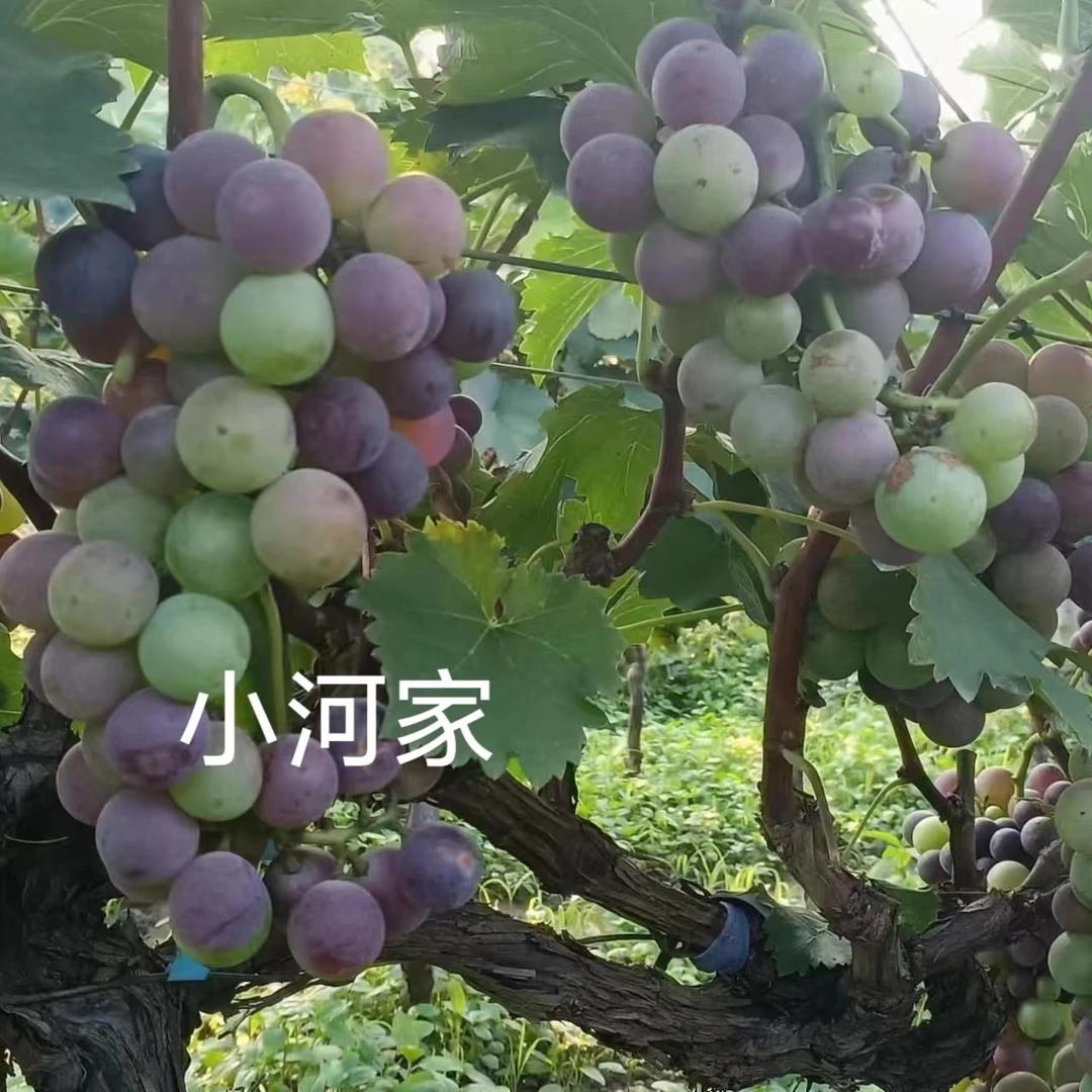 农家土葡萄小时候味道巨峰葡萄自然成熟现摘现发果园空运直达
