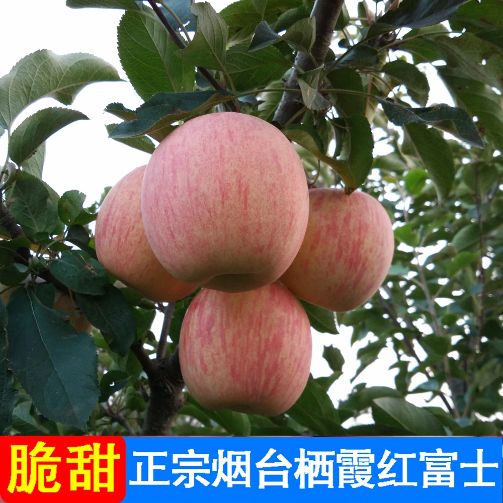 (条纹80)烟台栖霞红富士苹果当季水果脆甜栖霞苹果