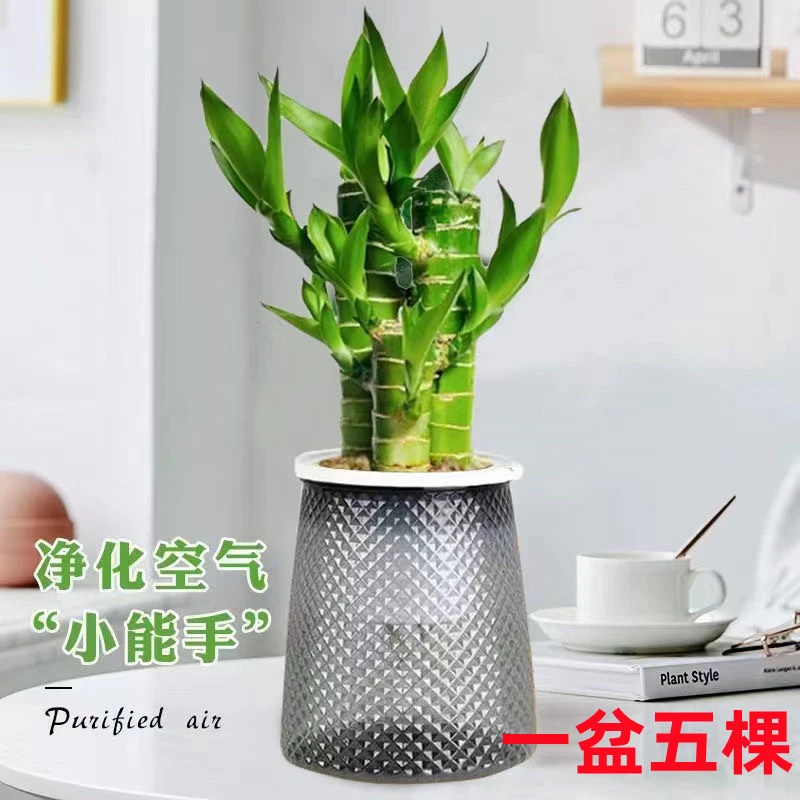 水培步步高升富贵竹盆栽室内阳台植物花卉办公桌面绿植四季好养活