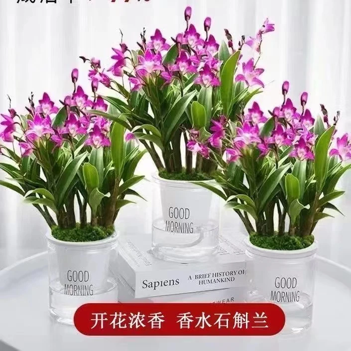 现带花苞 澳洲香水石斛兰水培水养带盆浓香室内桌面绿植盆栽花卉