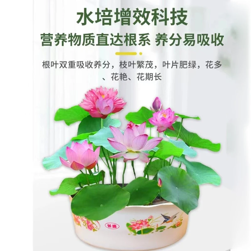 碗莲室内营养液荷花睡莲养花肥料水培观赏花卉绿色植物生根肥