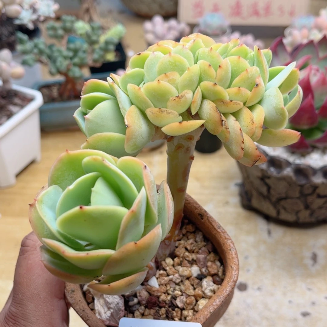 【闪购商品】861碧桃缀