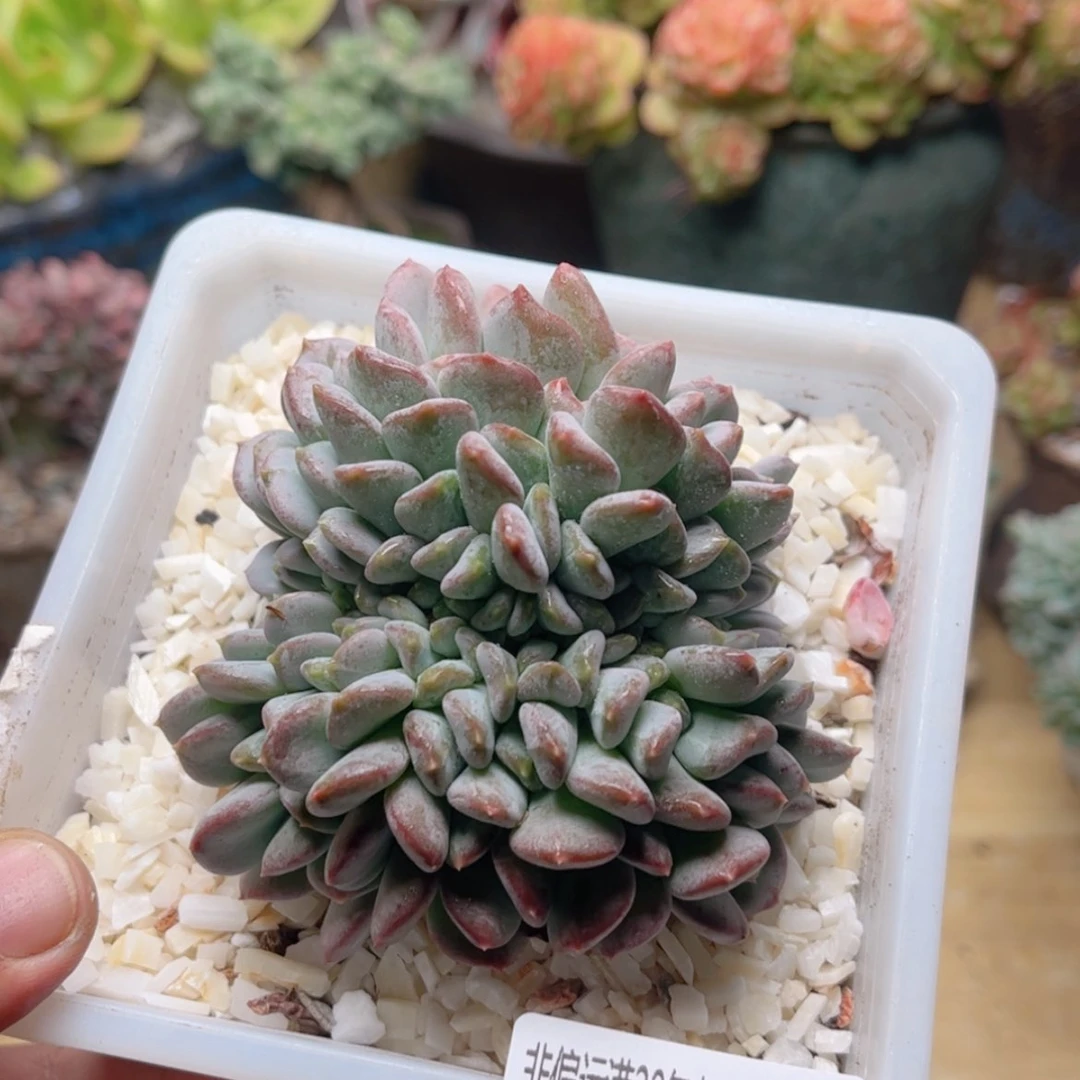 【闪购商品】640玛瑙缀