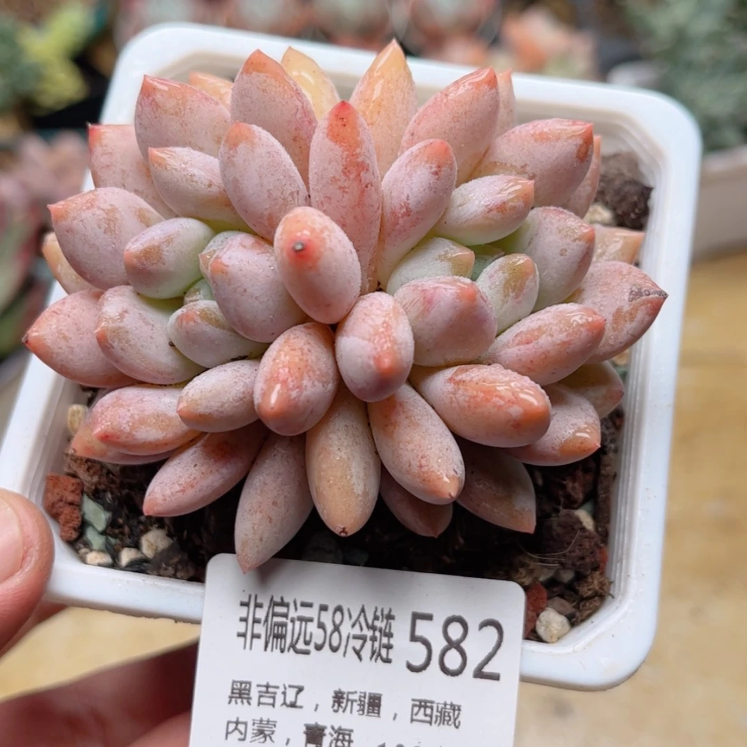【闪购商品】582半夏
