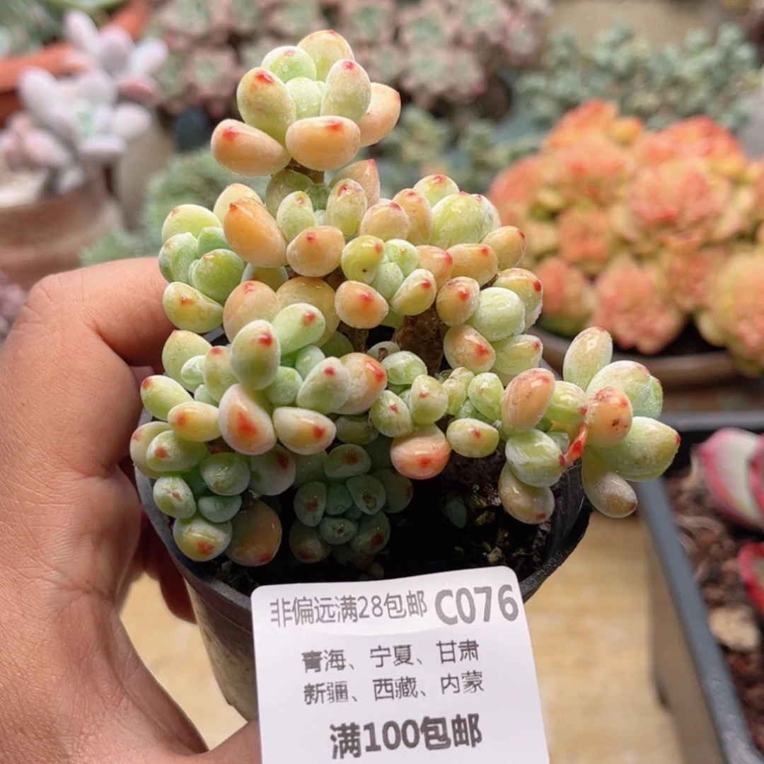 【闪购商品】076罗琦